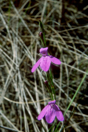 Justicia angusta