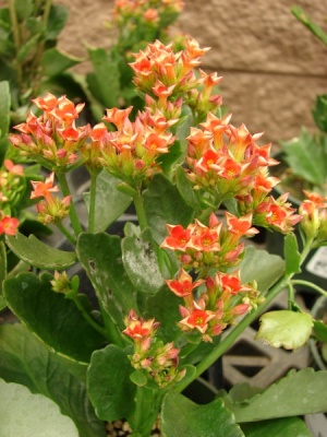 Kalanchoe blossfeldiana