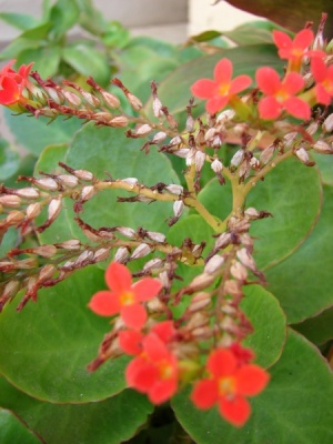 Kalanchoe blossfeldiana