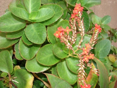 Kalanchoe blossfeldiana