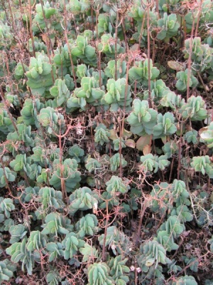 Kalanchoe fedtschenkoi