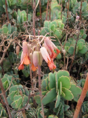 Kalanchoe fedtschenkoi