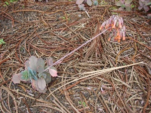 Kalanchoe fedtschenkoi