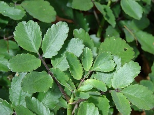 Kalanchoe pinnata