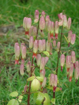 Kalanchoe pinnata