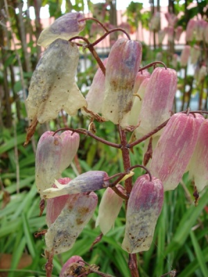 Kalanchoe pinnata