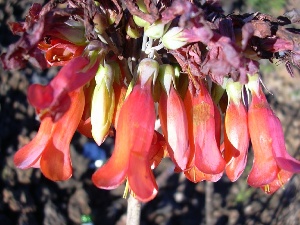 Kalanchoe delagoensis