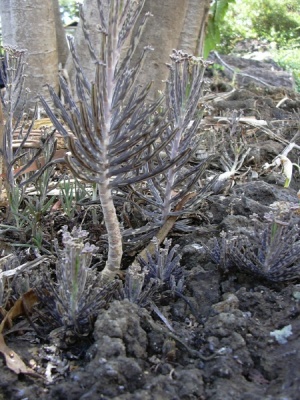 Kalanchoe delagoensis