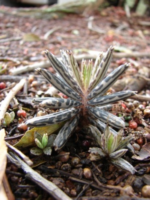 Kalanchoe delagoensis