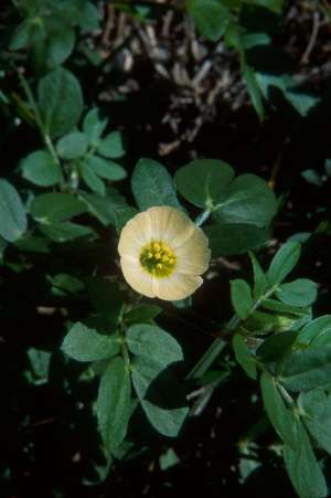 Kallstroemia maxima