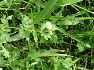 Kallstroemia maxima