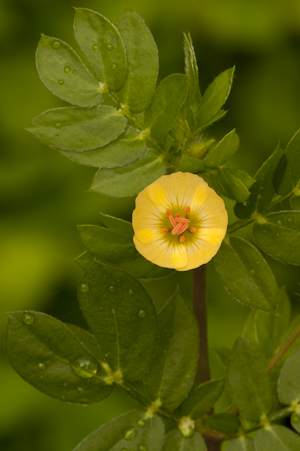 Kallstroemia maxima