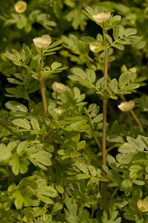 Kallstroemia maxima