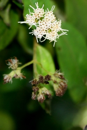 Koanophyllon villosum