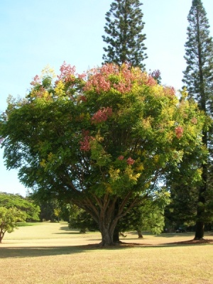 Koelreuteria elegans