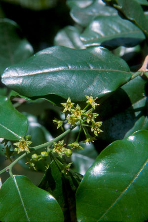 Krugiodendron ferreum