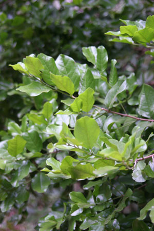 Krugiodendron ferreum