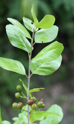 Krugiodendron ferreum