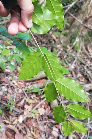 Krugiodendron ferreum