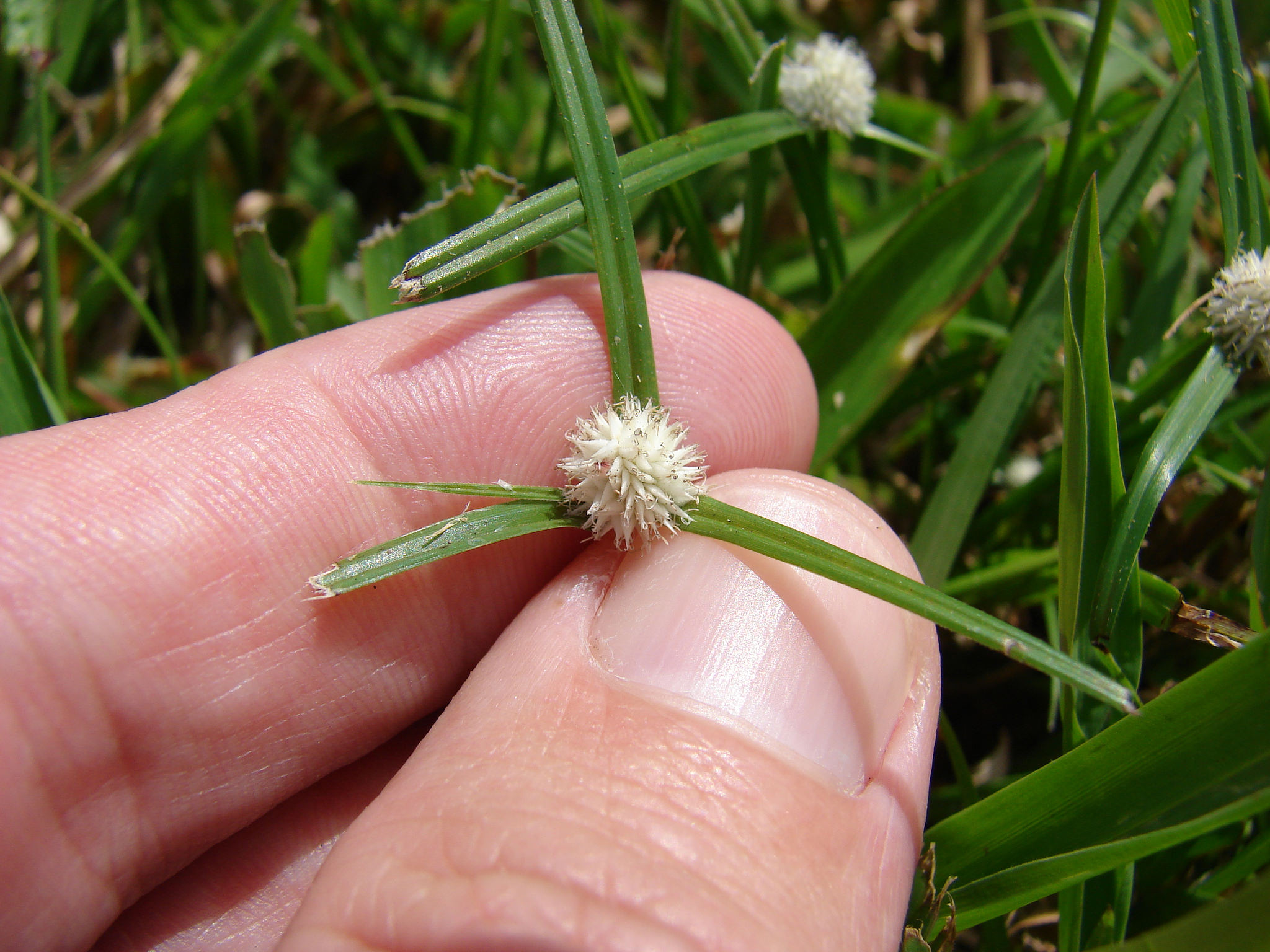 Kyllinga nemoralis