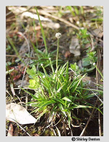 Lachnocaulon anceps