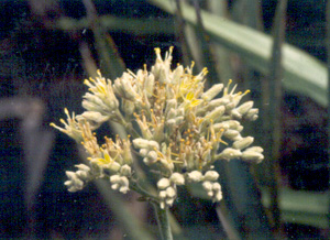 Lachnanthes caroliana