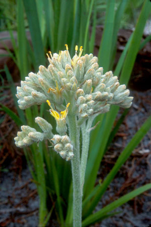 Lachnanthes caroliana