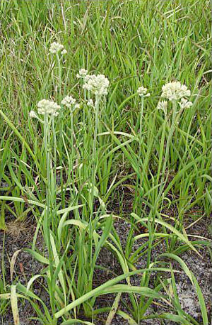 Lachnanthes caroliana