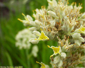 Lachnanthes caroliana