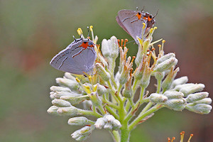 Lachnanthes caroliana