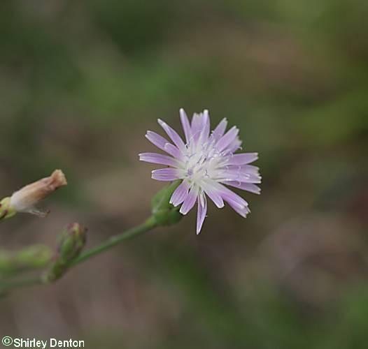 Lactuca graminifolia