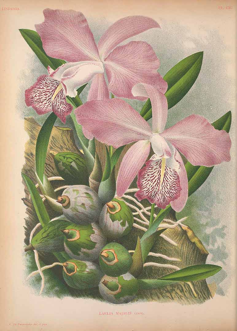 Laelia speciosa