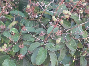 Lagerstroemia speciosa