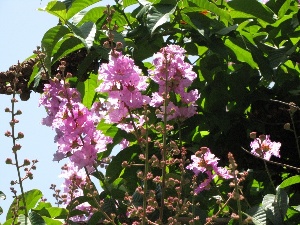 Lagerstroemia speciosa