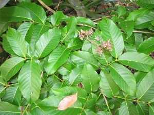 Lagerstroemia speciosa