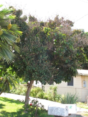 Lagerstroemia speciosa