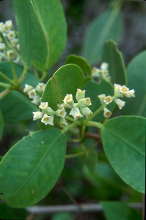 Laguncularia racemosa