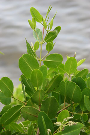 Laguncularia racemosa