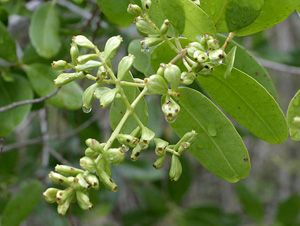 Laguncularia racemosa