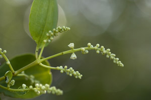 Laguncularia racemosa