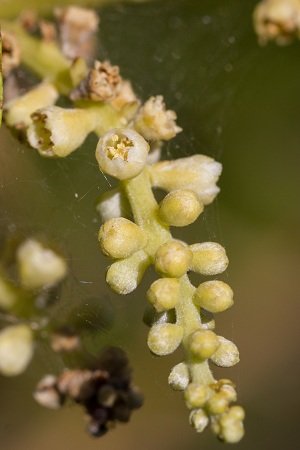 Laguncularia racemosa