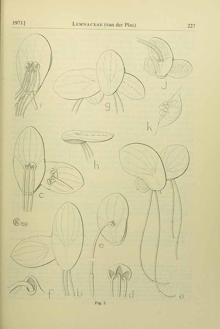 Landoltia punctata
