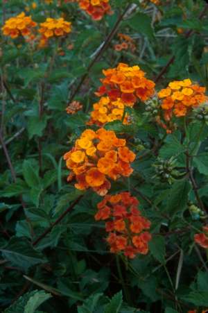 Lantana camara