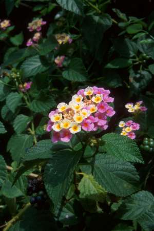 Lantana camara