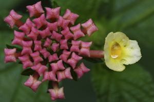 Lantana camara