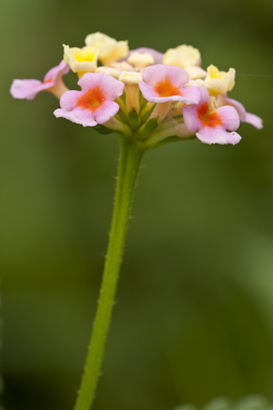 Lantana camara