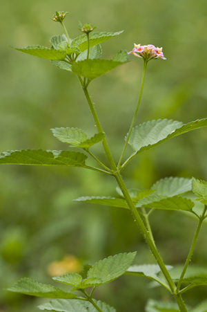 Lantana camara