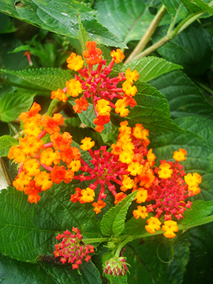 Lantana camara