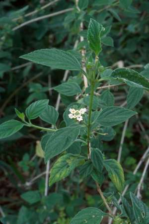 Lantana canescens