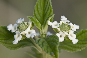 Lantana canescens